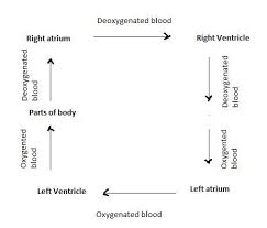 Describe The Pathway Of Blood In The Double Circulation Of