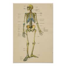 Vintage Human Skeleton Anatomy Chart