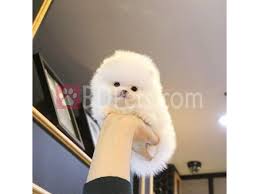 teacup pomeranian puppies available for