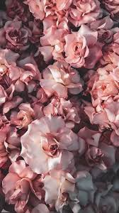 22 Beautiful Rose Wallpaper Iphone