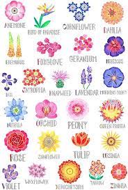 List of flower names with scientific name family and pictures. This Item Is Unavailable Etsy Flower Painting Flower Drawing Flower Art