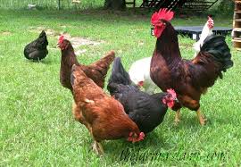 This makes refilling feeders easy. How To Raise Free Range Chickens Backyard Poultry