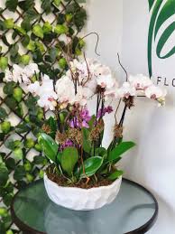 great phalaenopsis orchid in boca raton