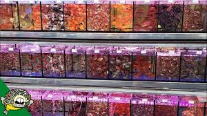 Find opening hours for meat & fish markets near your location and other contact details such as address, phone number, website. China Aquarium Fish Market Crazy Youtube