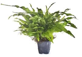 Java Fern Complete Care Guide Species Planting And