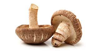 Image result for shiitake mushroom
