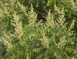 Burning Bush Plant Care And Growing Guide