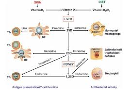 Vitamin D Helps T Cell And Immune System Overview Aug 2011