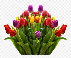 tulips flowers spring isolated