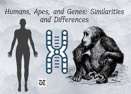 humans apes and genes similarities