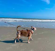hilton head beach laws for dogs