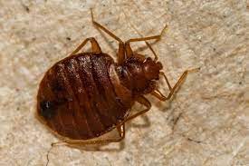 Where Do Bed Bugs Lay Eggs American