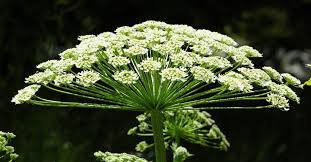Fact Check Giant Hogweed Toxicity Warning