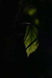 nature green leaf moodygram minimal