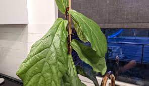 fiddle leaf fig is dropping leaves