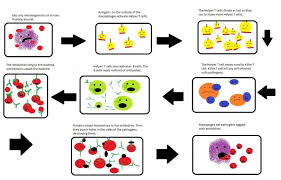 Immune System Flowcharts All Kids Given Same Text Of Steps