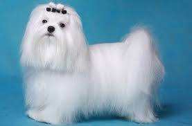 How To Keep A Maltese Dog Coat As White
