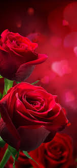 love rose romantic rose hd phone
