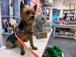 pet friendly places in new orleans