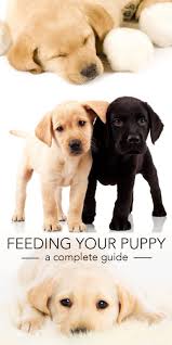 Feeding Your Labrador Puppy How Much Diet Charts And The