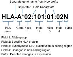 Frontiers Next Generation Sequencing Based Hla Typing