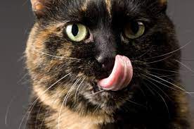 猫 の 舌