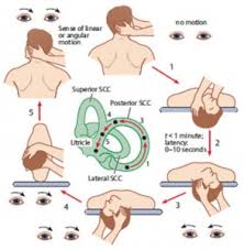 The home epley maneuver is an exercise you can try yourself to manage your symptoms caused by bppv. Epley Maneuvar Otolaryngology Specialists Of North Texas