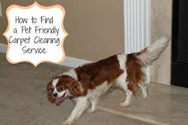 pet friendly carpet cleaning service