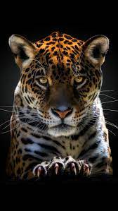 jaguar big cats wild hd