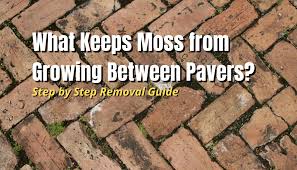 Moss From Growing Between Pavers