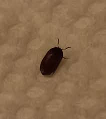 carpet beetle pest control canada