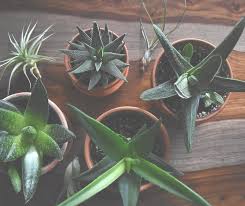 Easy Non Toxic Indoor Plants For The