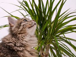 How To Keep Cats Away From Plants 19