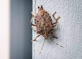 how to get rid of stink bugs 7 expert