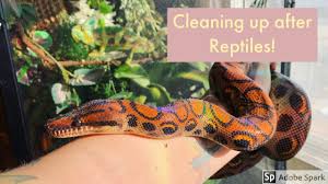 how to clean reptile enclosures tips