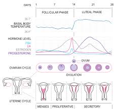 Physiology Of The Female Reproductive System Boundless