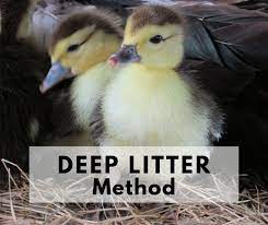 Deep Litter The Best Method For A
