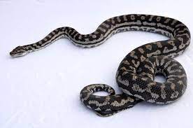 inland carpet pythons at aar