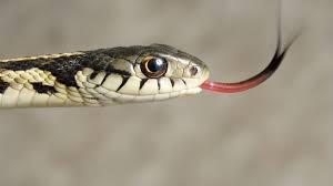 Recorded in northern eugene, oregon. Garter Snakes Form Surprisingly Strong Human Like Friendships