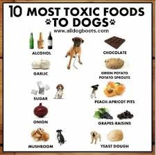 dog food recipes for small dogs