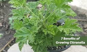 Best way to grow citronella is from a cutting, you can grow it indoors in water. 7 Benefits Of Growing Citronella
