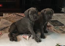 ● verified cane corso italiano puppy classified ads. Pin On Cane Corso Puppies