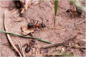 european fire ants making their way to