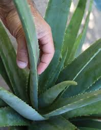Apart from its decorative qualities, aloe vera is also known to have many practical uses, and because we love it so. Identifying And Growing Edible Aloe Vera Deep Green Permaculture