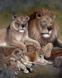 lion s pride a royal family by nancy conant