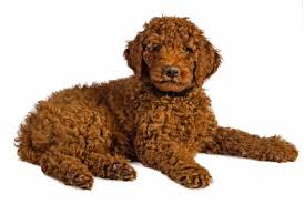 best quality labradoodle puppies for