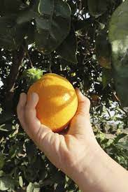 how to harvest oranges tips for