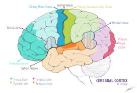 Which cortical lobe contains the primary somatosensory cortex? Cerebral Cortex Neurology Medbullets Step 1
