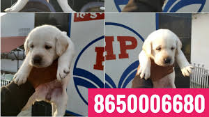 See more of labrador puppies on facebook. Show Quality Labrador Puppies For Sale In Dehradun Uttrakhand Patna Ara Bihar Delhi Mumbai Lucknow Youtube