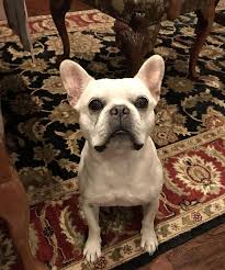 Harper's winter blue fawn (np49836603), males: French Bulldog Shipping Rates Services
